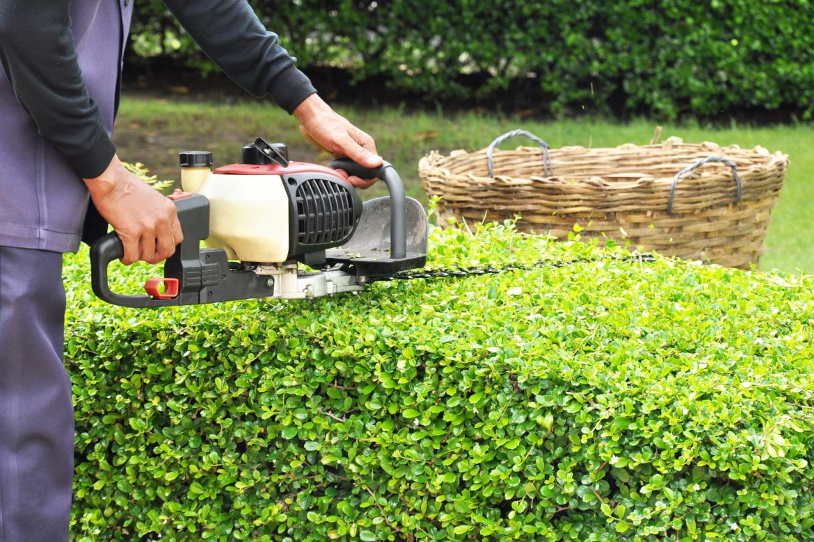 What Do You Really Know About Ladybugs in Your Garden?