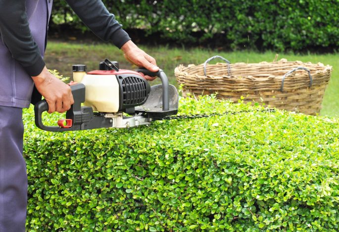 What Do You Really Know About Ladybugs in Your Garden?